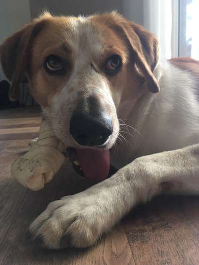 Fotochallenge Nr. 59 - Mein Hund zeigt die Zunge-Beitrag-Bild