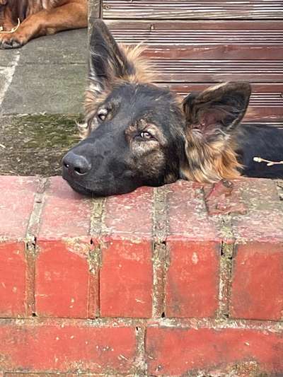 Hundeauslaufflächen-Beitrag-Bild