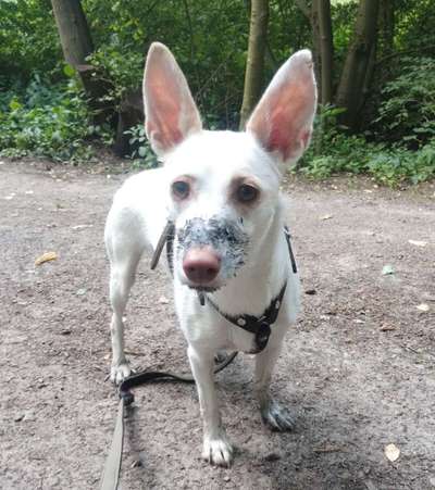 Podenco/Mischlinge hier? :-)-Beitrag-Bild