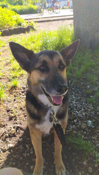 Die Dogorama Monats Challenge "Es grünt und blüht"-Beitrag-Bild