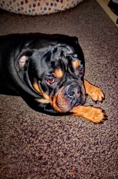 Dogorama Photo Challenge- genervter Blick-Beitrag-Bild