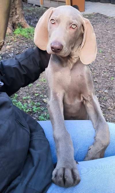 Weimaraner-Beitrag-Bild