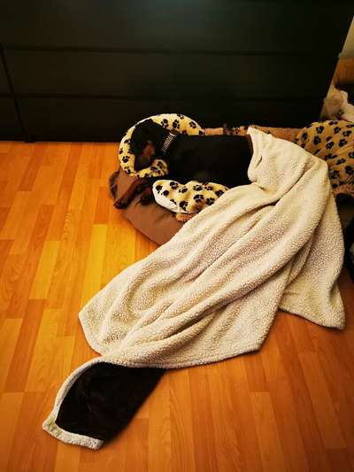 Rhodesian Ridgeback-Beitrag-Bild