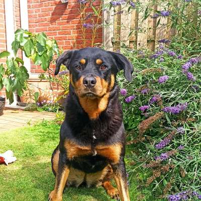 Hundetreffen-Spielfreunde/Spaziergang-Bild