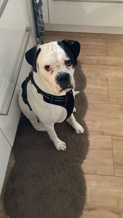 Boxer ???-Beitrag-Bild