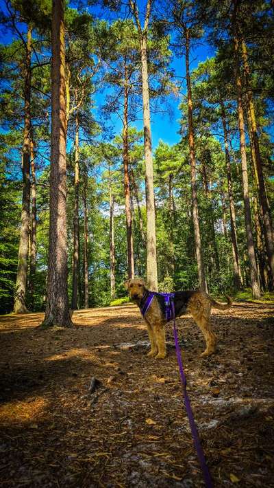 Hundetreffen-Gassi ohne Kontakt-Bild