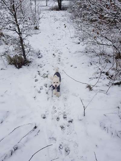 Fotochallenge 66 ~ Rennaction -Zeig deinen Hund im Lauf-Beitrag-Bild