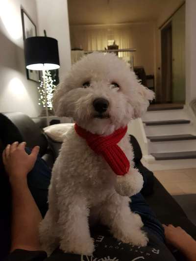 It's beginning to look a lot like.....-Beitrag-Bild