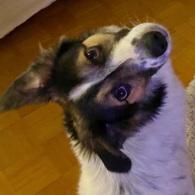 Hundetreffen-Gassirunde und Spielen-Bild