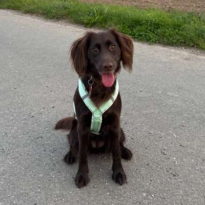 Hundetreffen-Gassi- und Spielrunden-Bild