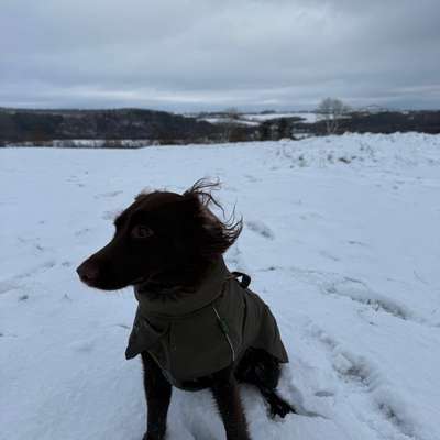 Hundetreffen-Suche Hundefreunde-Bild