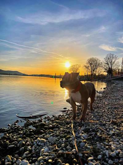 Dogorama-Monats-Challenge-Mai "Wasser"-Beitrag-Bild