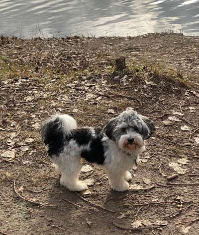 Havaneser dabei?:)-Beitrag-Bild