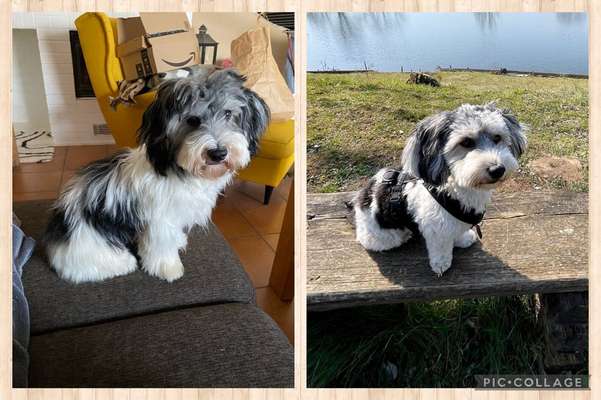 Havaneser dabei?:)-Beitrag-Bild