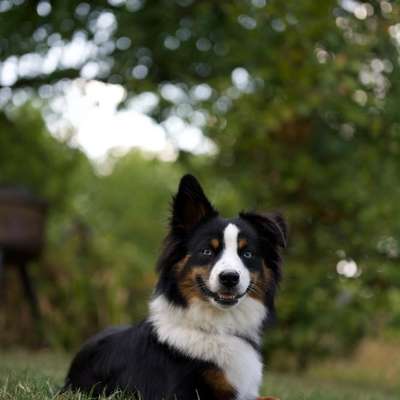 Hundetreffen-Spielen in Egelsbach-Bild