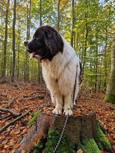 Neufundländer Freunde!-Beitrag-Bild