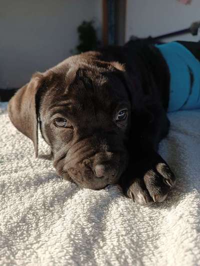 Welpen Bilder !-Beitrag-Bild