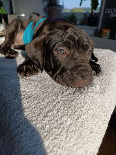 Welpen Bilder !-Beitrag-Bild