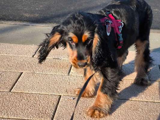 Hundetreffen-Gassirunden in 50189-Bild