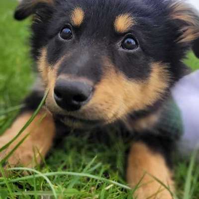 Hundetreffen-MEIN WELPE LOKI SUCHT EIN BUDDY ZUM SPIELEN-Bild