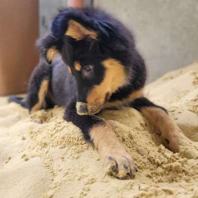 Hundetreffen-MEIN WELPE LOKI SUCHT EIN BUDDY ZUM SPIELEN-Bild