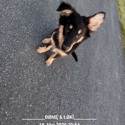Hundetreffen-Abend Runde (Spaziergang)-Bild