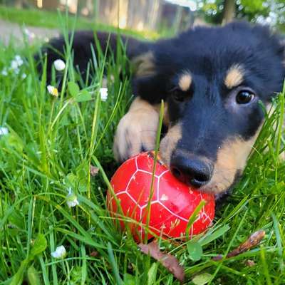 Hundetreffen-Hat eine Dame Lust auf ein Spaziergang mit mir und Loki gassi-partnerin-Bild
