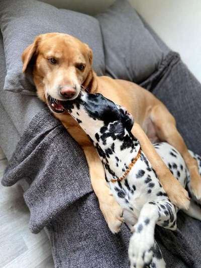 Labradorfans-Beitrag-Bild