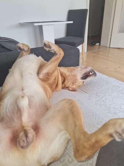 Labradorfans-Beitrag-Bild