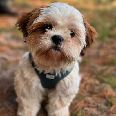 Hundetreffen-Junge shitzu dame sucht Spielgefährten ..gassigehbuddy..etc..-Profilbild
