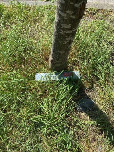 Giftköder-Rattenfalle mit Rattengift-Bild