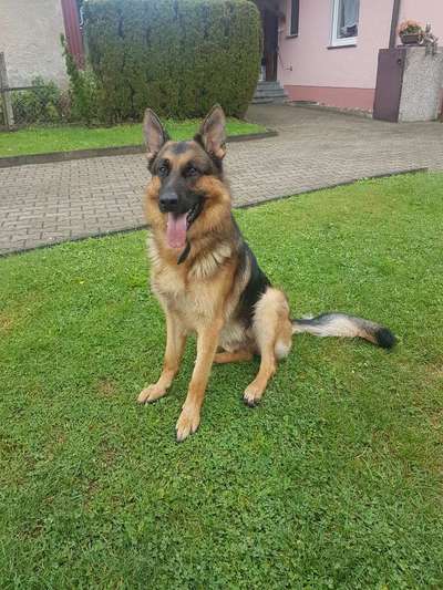 Hundetreffen-Gassi Runde/Spielrunde-Bild