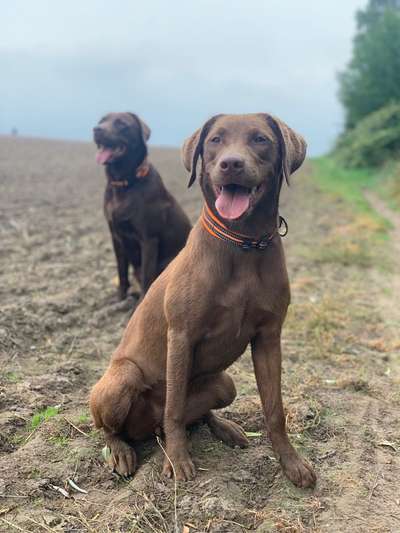 Die Dogorama Kalender Challenge Titelbild-Beitrag-Bild