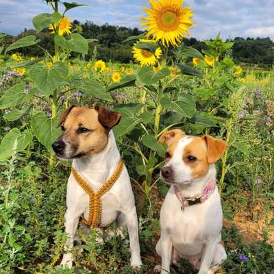 Dansky (Dansk-Svensk Gårdshund)-Beitrag-Bild