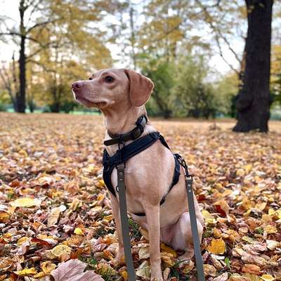 Hundetreffen-Gemeinsame Gassirunden in Stötteritz und Umgebung-Bild