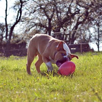 Fotochallenge No. 26                                     Wald und Wiese-Beitrag-Bild