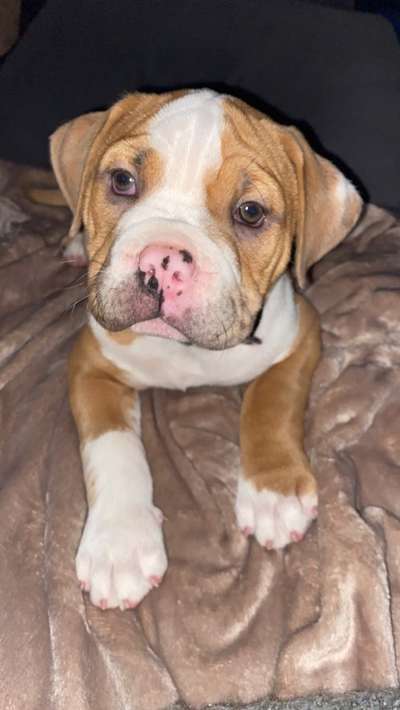 Welpen Bilder !-Beitrag-Bild