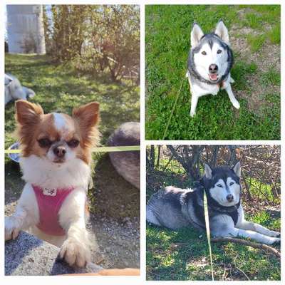 Hundetreffen-Treffen und sehen was sich ergibt-Bild