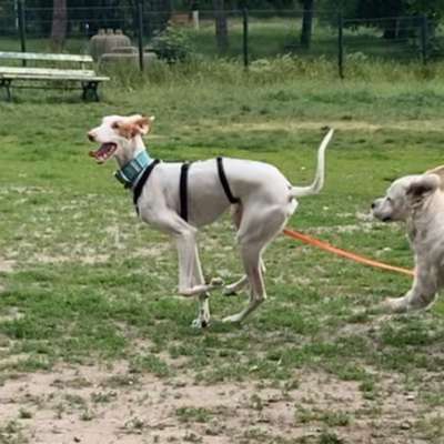 Hundetreffen-Sprinter, Podencos & Windhunde-Bild