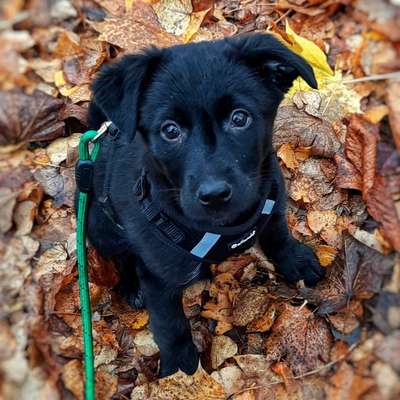 Welpen Bilder !-Beitrag-Bild