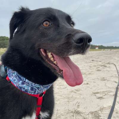 Hundetreffen-Gassirunde/gemütliche Spaziergänge-Bild