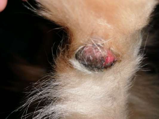 pfoten aufgerissen-Beitrag-Bild