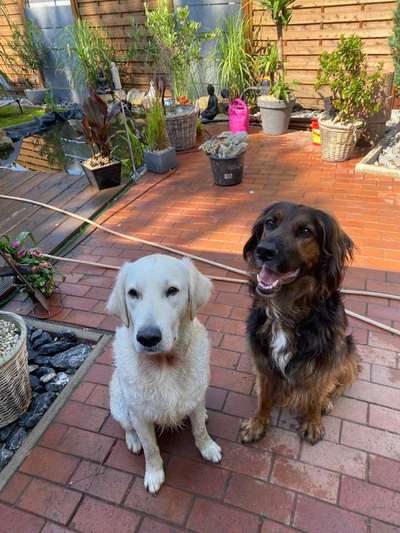 Dein Hund im Dogorama-Kalender 2021-Beitrag-Bild