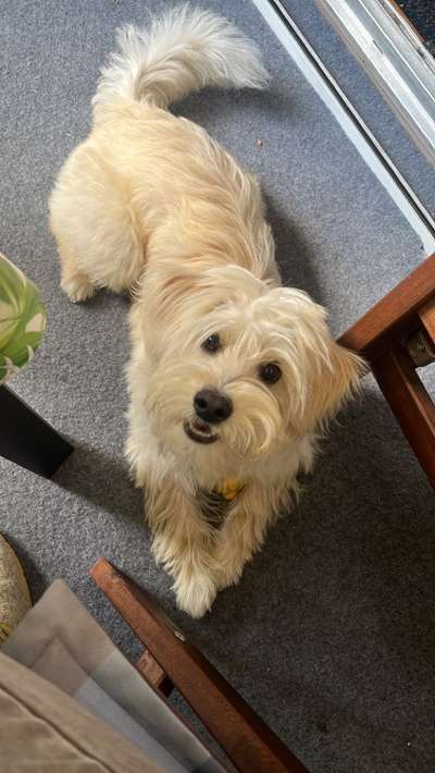 Hundetreffen-Spieletreff kleine Hunde-Bild