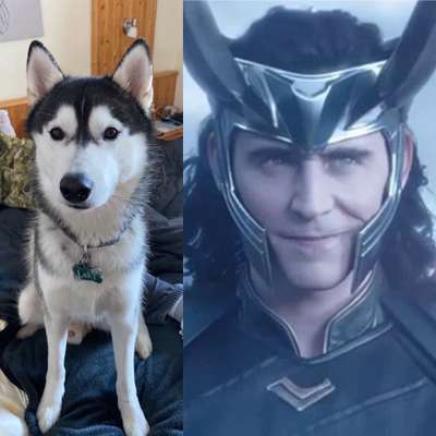 Wie heißt dein Hund?-Beitrag-Bild