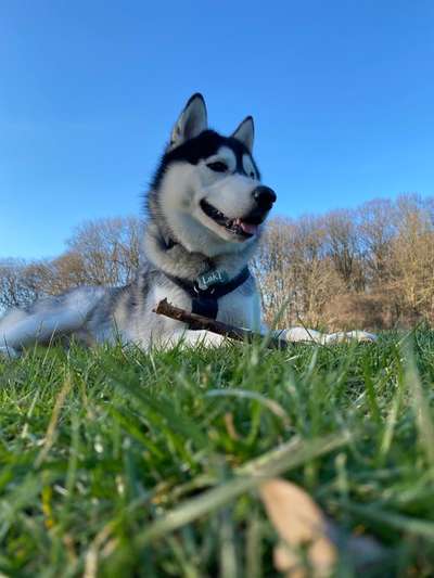 Reinrassige Hunde?-Beitrag-Bild