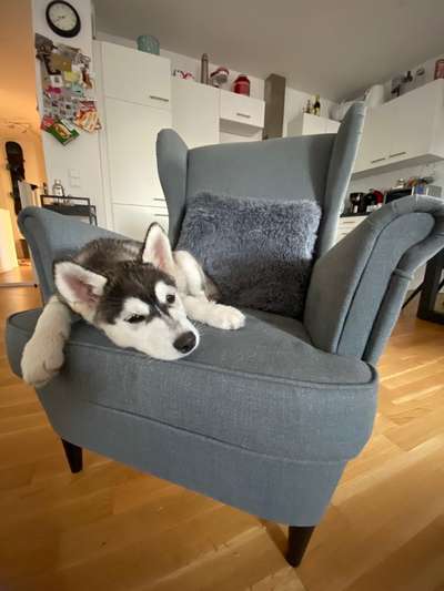 Welpen Bilder !-Beitrag-Bild