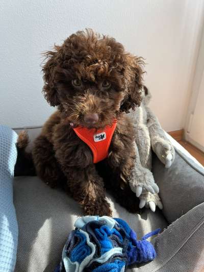 Zeigt her eure Pudel-Beitrag-Bild