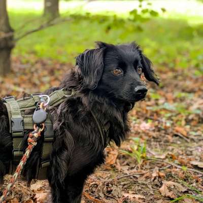Hundetreffen-Entspannte Gassirunden / Social Walk-Bild