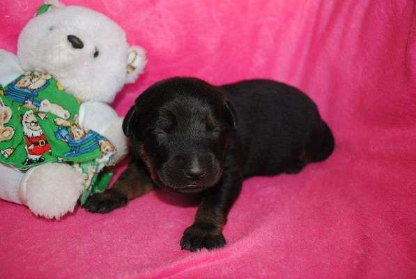 Welpen Bilder !-Beitrag-Bild